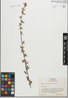 Foto von Salix geyeriana Andersson
